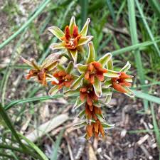 Image result for Tulbaghia alliacea
