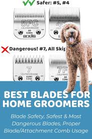 Grooming needs of the australian labradoodle. Best Clippers For Labradoodles Reviews And Recommendations