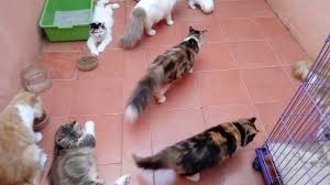 Tidak heran jika banyak pecinta kucing langsung jatuh hati pada anggora. Heboh Kucing Anggora Lucu Dan Menggemaskan Youtube