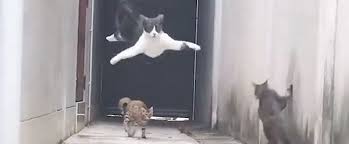 Sokakta Sikistirilinca Ninja Usulu Kacan Kedi Kedi Ninja Sokak