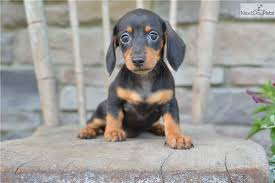 Breeding longhaired,smooths and wires and most colors and patterns, shots, wormed and health guarentee. Dachshund Puppy For Sale Near Cleveland Ohio E7c48f16 36a1
