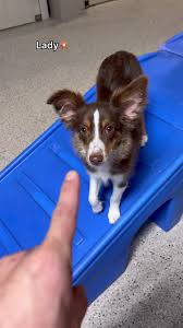 Dogs Reactions to Booping at Dog Daycare
