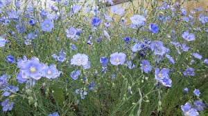 Image result for Linum
