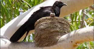 Australian Black Bird With White Wing Tips Sunday Inspiration From Mud To Beauty White Wings Bird Bird Species