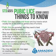 Image result for pubic lice symptoms