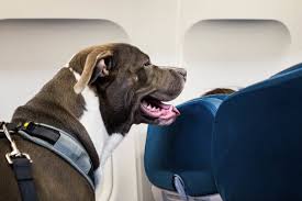 Feds Want To Rein In Emotional Service Animals On Planes In 2020 Pet Travel Pet Transport Animals