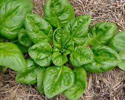 Cómo cultivar espinacas en el huerto de tu casa