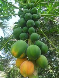Maybe you would like to learn more about one of these? Papaya Almost Ready To Pick The Flowers On This Fruit Tree Smell Amazing Fruit Trees Luxury Beach Villa Plants