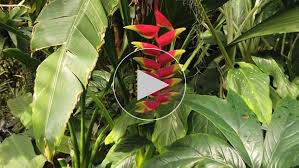 Image result for Caesalpinia rostrata