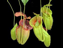 Image result for Nesaea spathulata