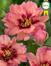 Check spelling or type a new query. Paeonia Itoh Copper Kettle
