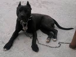 Pitbullx Kayseri Pitbull Kulak Kesimi Facebook