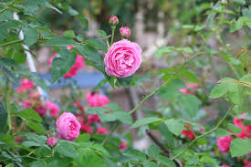 Wenn eine rose sehr stark ausgelichtet werden soll oder etliche alte, dicke triebe entfernt werden müssen, macht es sinn, schon im februar/märz zu schneiden. Rosenschnitt Wann Sie Im Herbst Rosen Schneiden Sollten Gartendialog De
