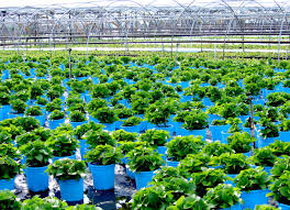 Plant nursery - Wikipedia