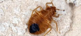 We did not find results for: Identifying The Different Types Of Bed Bugs Safeguard Pest Control