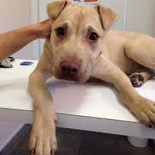 Her name is siopao ! Adoptable Animal Of The Week Shar Pei Mix Puppy