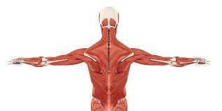 Skeleton aksial skeleton yang terletak di bahagian median badan. 10 Fungsi Otot Manusia Dan Jenis Jenisnya Pada Tubuh