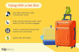 Information about allegiant airlines flights and services, including baggage policies, seats and legroom, contact info and more. Pet Birds And Air Travel What You Need To Know