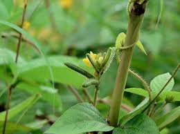 Image result for Alectra vogelii