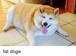 Enjoy the meme 'sad fat doge' uploaded by nobutseriously. Fat Doge Dank Meme On Me Me