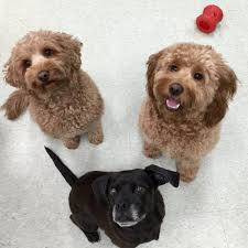 THE BEST 10 Pet Training near MOUNT KISCO, NY 10549