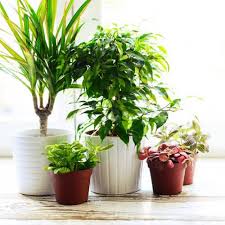 Maybe you would like to learn more about one of these? The Best Indoor Plants How To Take Care Of Them