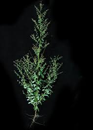 Image result for Phyllanthus pentandrus