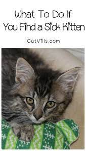What Do You Do If You Find A Sick Kitten Sick Kitten Sick Cat Kitten Care