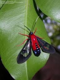 There is a metallic blue middorsal line on the abdomen, which b. Bug Pictures Scarlet Bodied Wasp Moth Cosmosoma Myrodora By Louisianamark