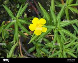 Image result for Ludwigia adscendens