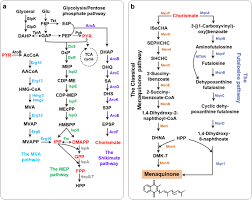 Micro nutrients play a very important role in the proper functioning of human body. New Aspects Of Microbial Vitamin K2 Production By Expanding The Product Spectrum Microbial Cell Factories Full Text