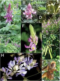 Image result for Tephrosia dasyphylla