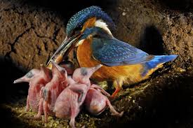 Female Kingfisher With Babies I Have Never Seen A Photo Of Kingfisher Fresh To Kingfisher Bird Pet Birds Common Kingfisher