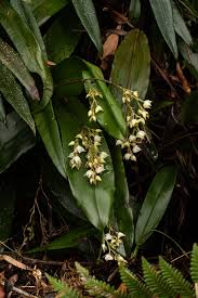 Image result for Polystachya