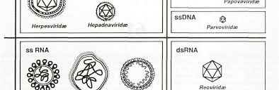 Această fază durează de la 3 până la 12 luni sau mai mult. Http Www Umft Ro Data Files Documente Atasate Sectiuni 6306 Curs 20de 20microbiologie 20special C4 82 20vol 20ii Pdf