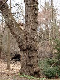 Galls Burls Explained Sort Of Uconnladybug S Blog
