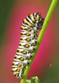 Black And Yellow Striped Caterpillar Georgia Caterpillar On Fennel In The Pink Hibiscus Insectos Gusanito Oruga