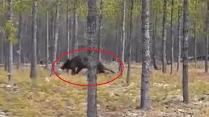 Is This Footage Of The Biggest Wolf Ever Or Is It Something Else The Fortean Slip Weird Creatures Cryptozoology Paranormal Photos