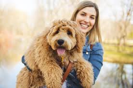Irish doodle puppies for sale uk. Irish Doodle A Complete Guide To The Irish Setter Doodle All Things Dogs All Things Dogs