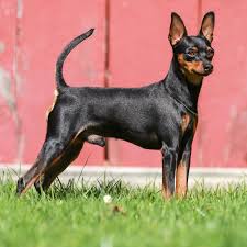 Image result for miniature pinscher