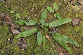 Image result for Asplenium uschiae
