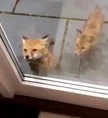 Let Us in: Baby Foxes Ask Hooman to Open the Door