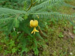 Image result for Sesbania pachycarpa
