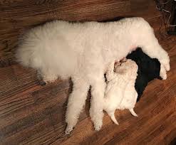 Check out our poodle doodle selection for the very best in unique or custom, handmade pieces from our shops. Ooh La La Poodles Nl Home Facebook