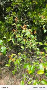 Image result for Croton dichogamus