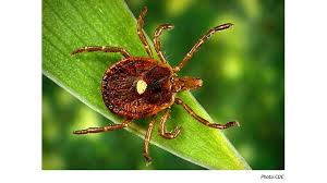 This transaction allows arrow to grow and reach more residential and commercial. New Npma Qualitypro Certified Companies Announced Pct Pest Control Technology
