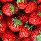 Lazy Days Winery-Strawberry Sangria Saturday
