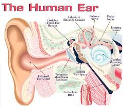 How Are Vertigo Hearing Loss And Tinnitus Related Boise Id Hearing Loss Ear Anatomy Hearing Health