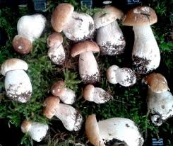 Wild Irish Mushrooms Ballyhoura Mountain Mushrooms