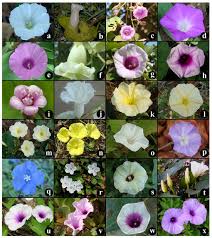 Image result for Convolvulaceae